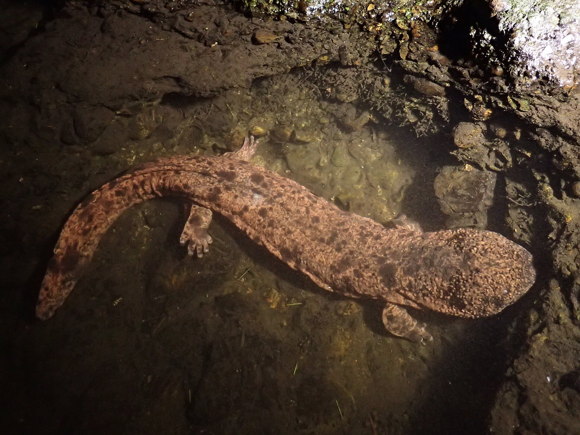 A large, mottled brown Japanese giant salamander resting on the bottom of a stream