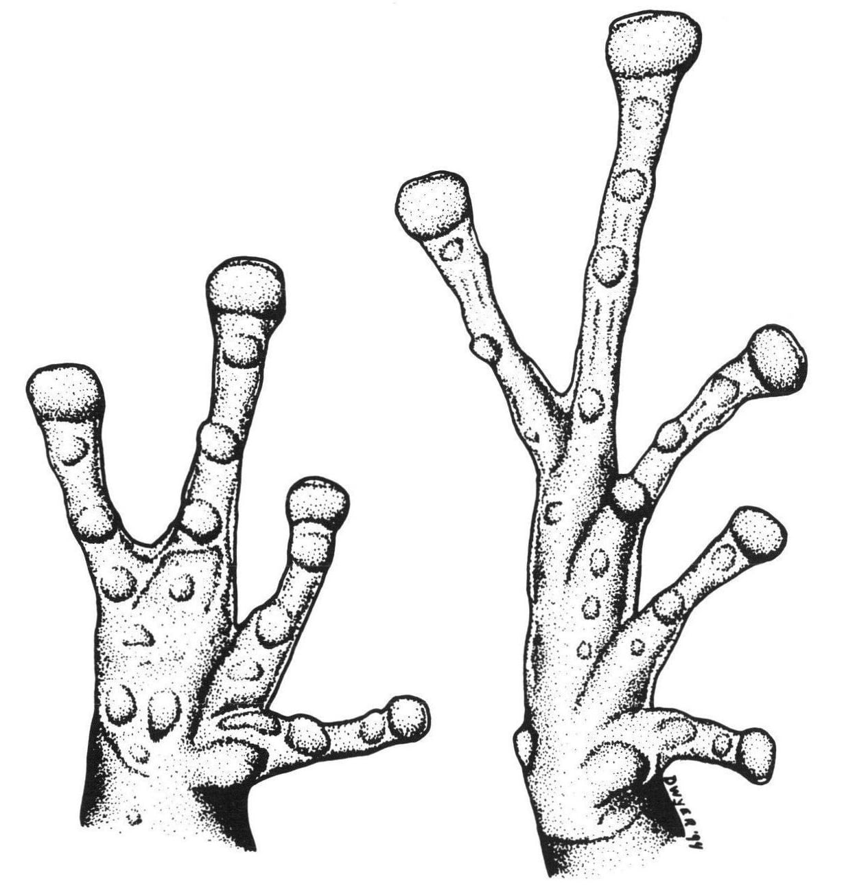 The hand (left) and foot (right) of the holotype, drawn under the microscope. The signature "Dwyer '94" is in the lower right corner.