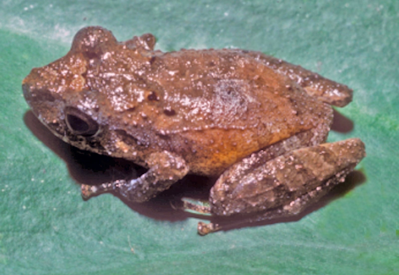 A small brown frog with a bumpy back and a large dark eye sits on a green leaf