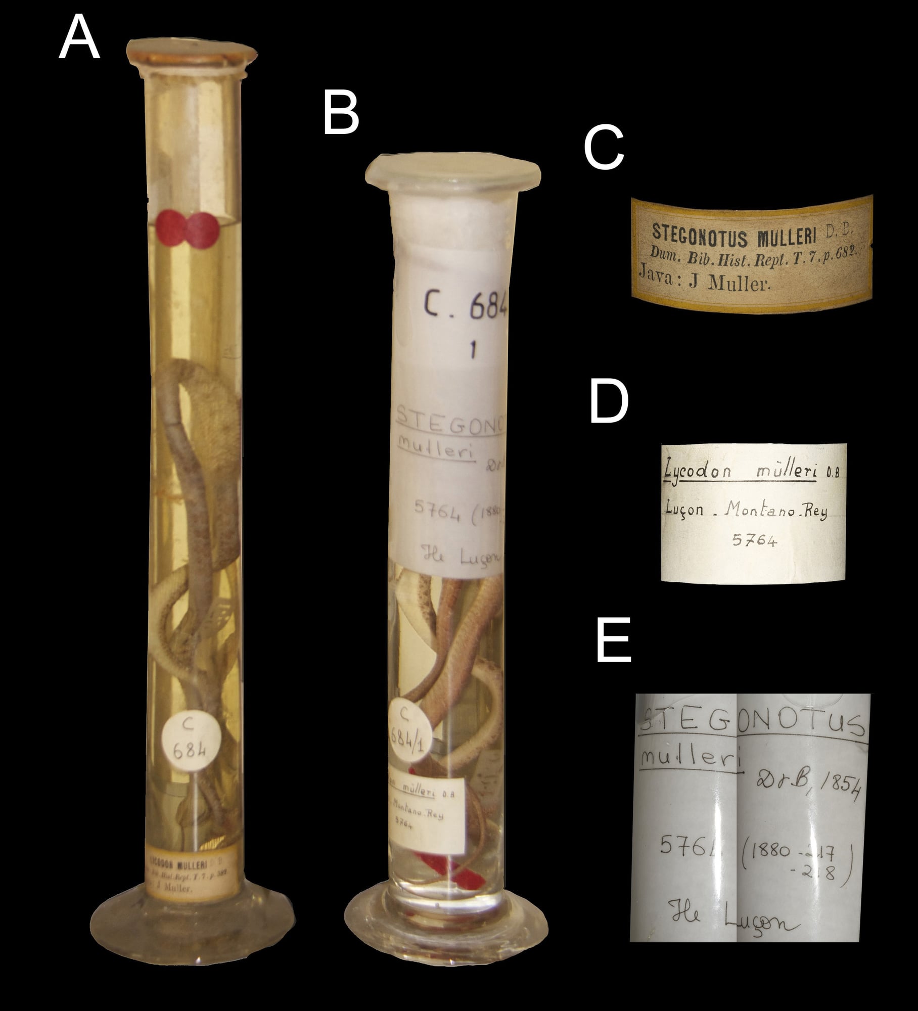 These two tall jars are in the Paris museum. The jar on the left (A) holds the original specimens of two different species named *muelleri*, and its label (C) says "Java". Neither species lives there.