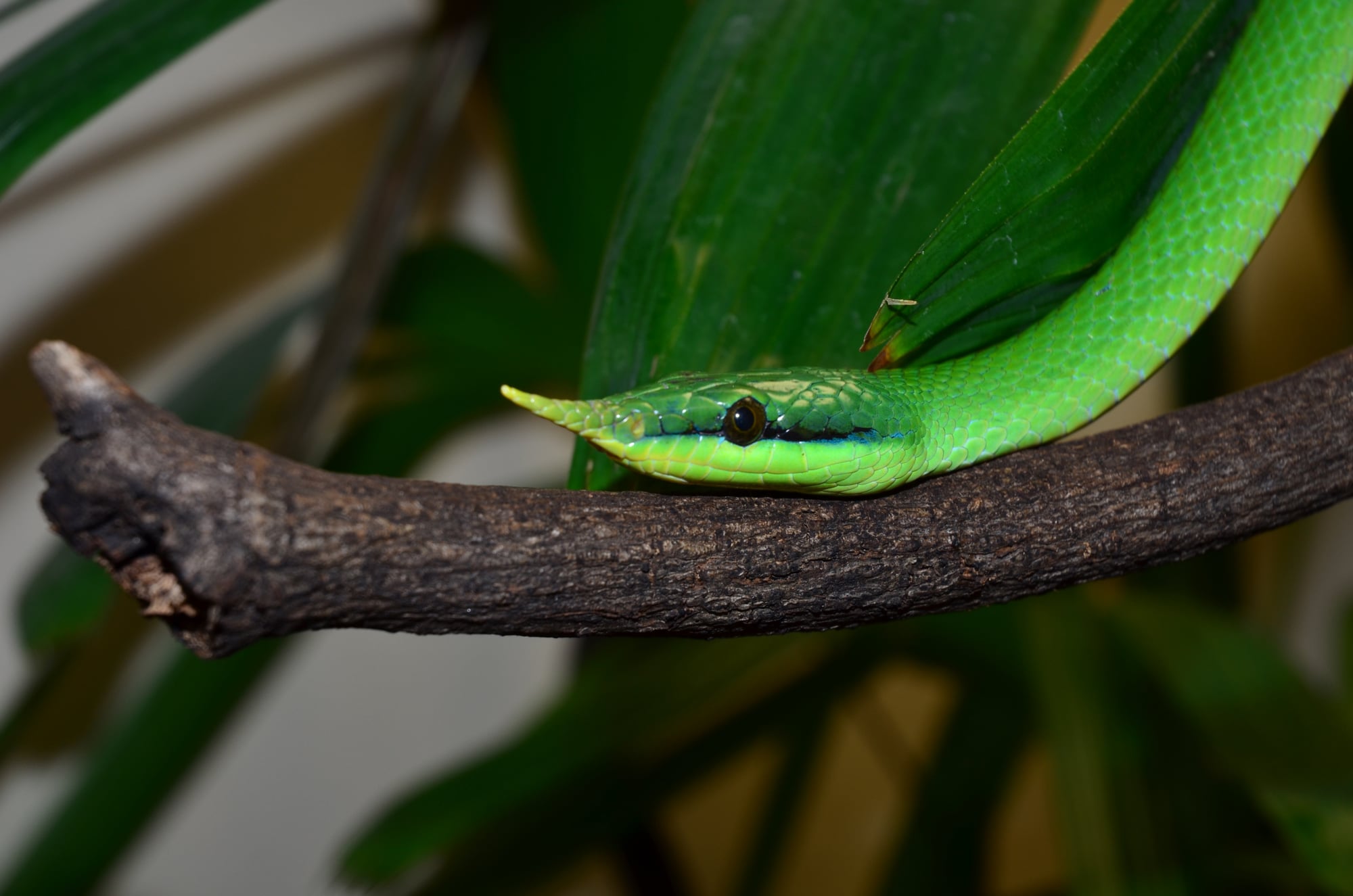 A bright green rhinoceros ratsnake resting its head on a branch, showing the pointed, scaly horn on its snout and a thin black line above its pale lips