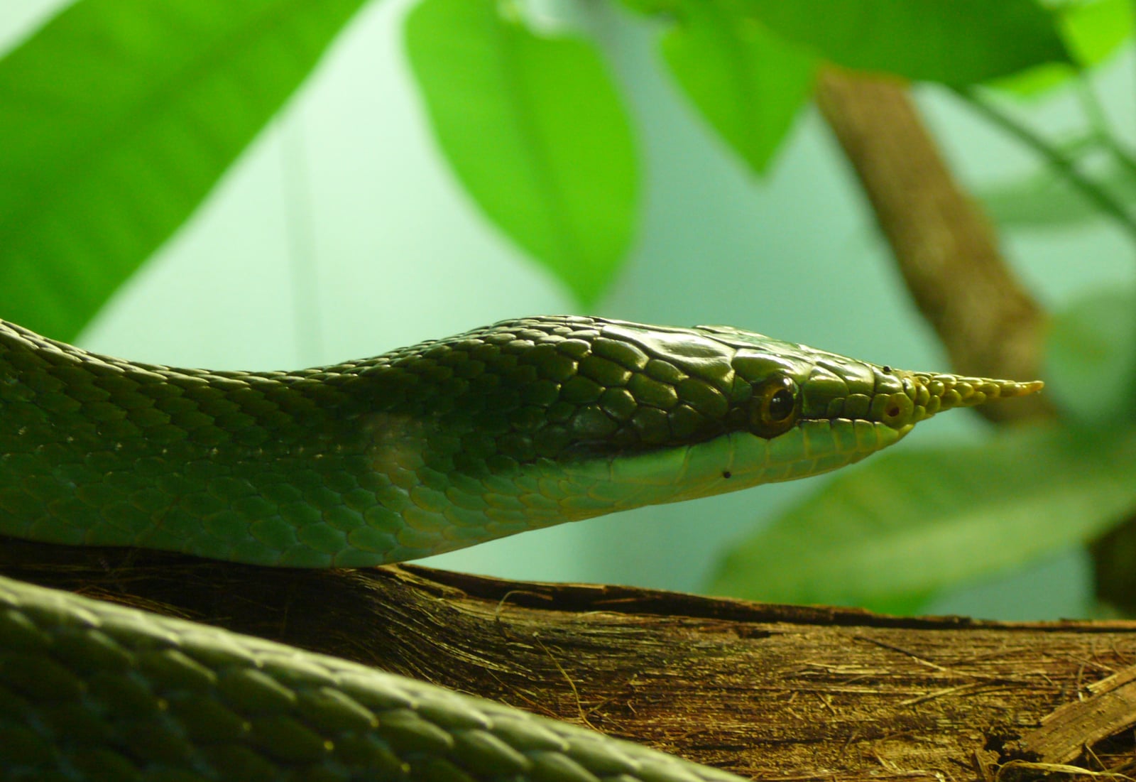 The pointed horn of a rhinoceros ratsnake, *Gonyosoma boulengeri*, photographed close up.
