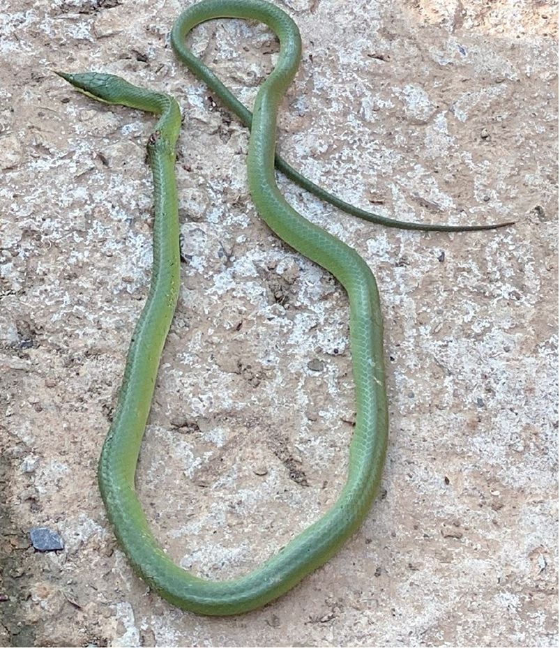 The Pu Luong snake before it was preserved, still showing its natural green colour.
