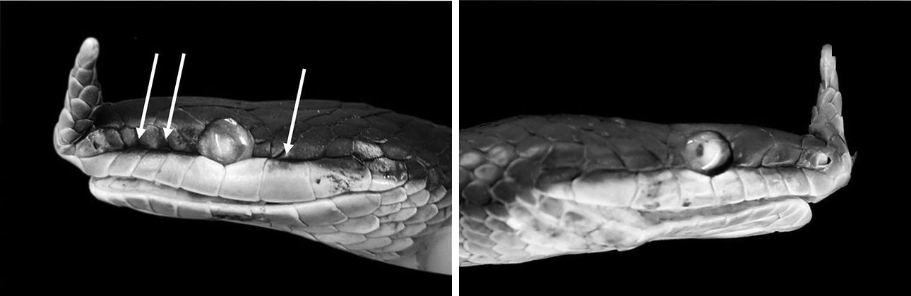 Two sides of the same head. Left: the left side of the Pu Luong snake, with two loreal scales and, at the arrows, faded remains of the black line above the lips. Right: its right side, with a single loreal scale.