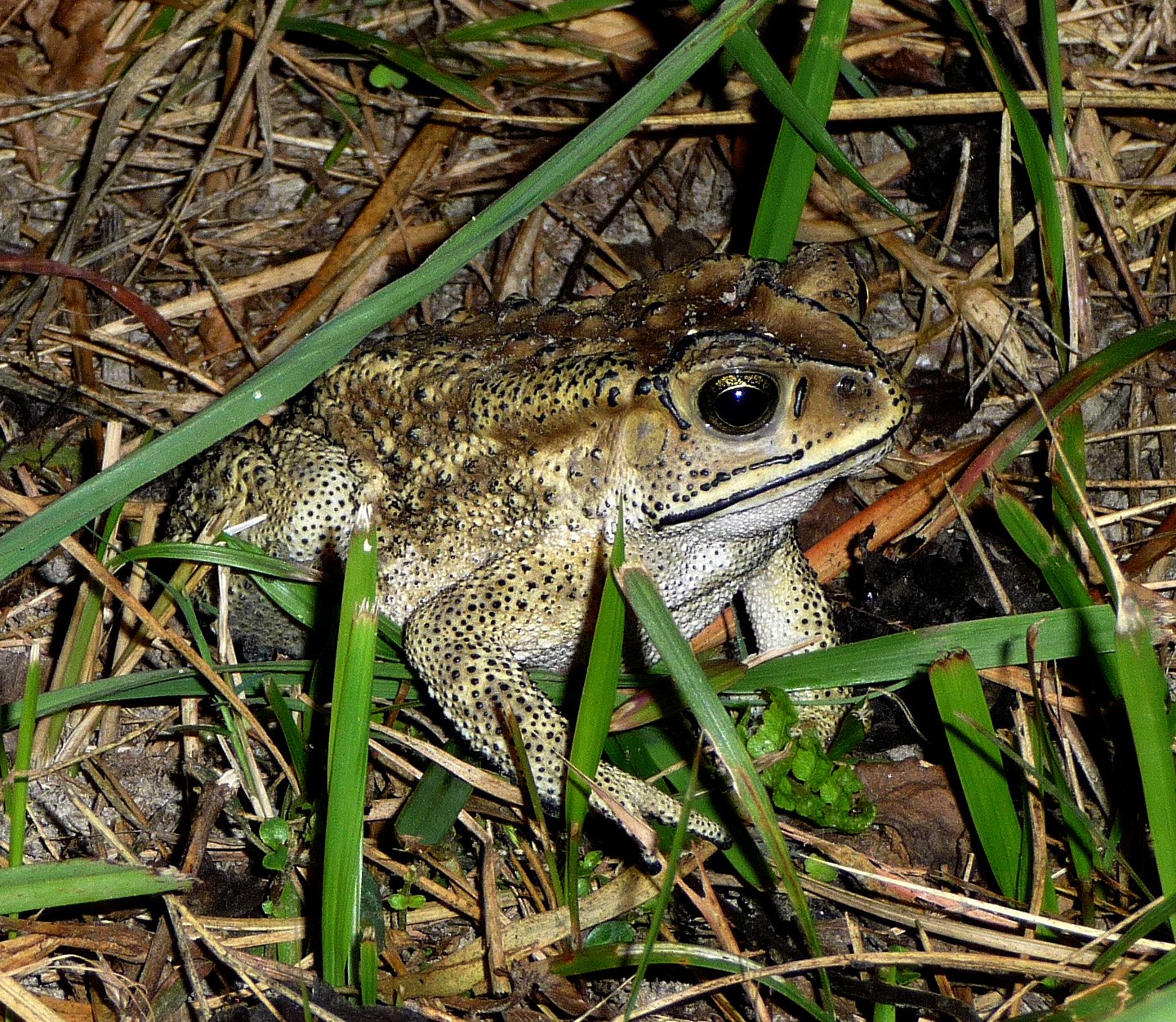 A Black-spined Toad at Koshi Camp in the lowlands of eastern Nepal. Its tadpoles were seen eating the eggs of another frog.