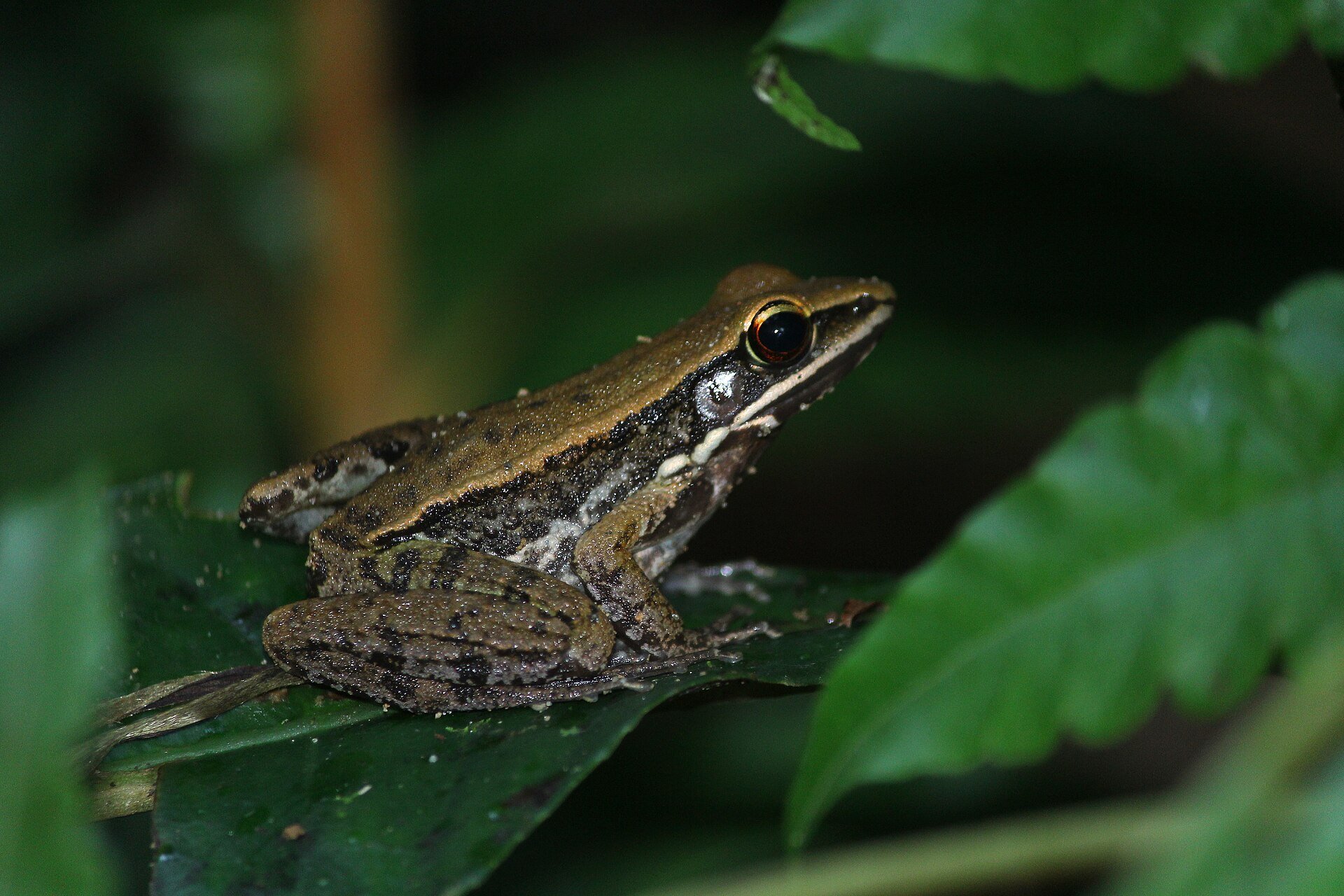 Cope's Assam Frog, photographed in Bangladesh. Its eggs were the tadpoles' meal.