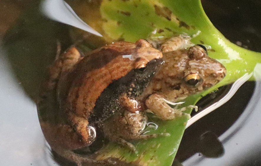 A small reddish-brown frog clasping a larger brown frog in shallow water