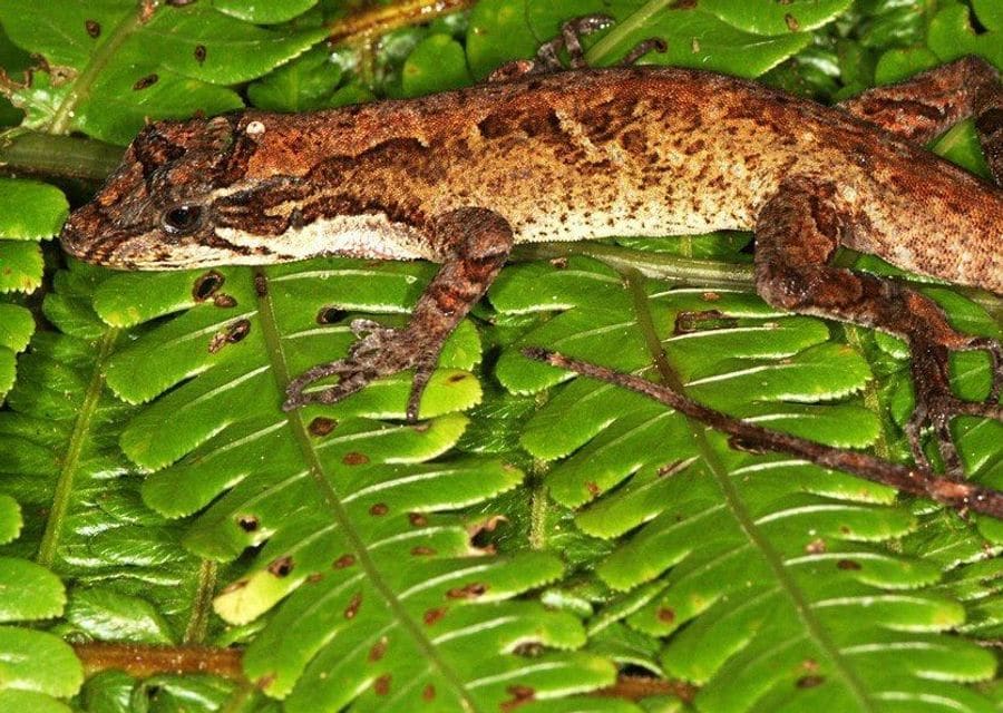 A mottled brown anole lies stretched out along the midrib of a bright green fern leaf, its head pointing toward the stem