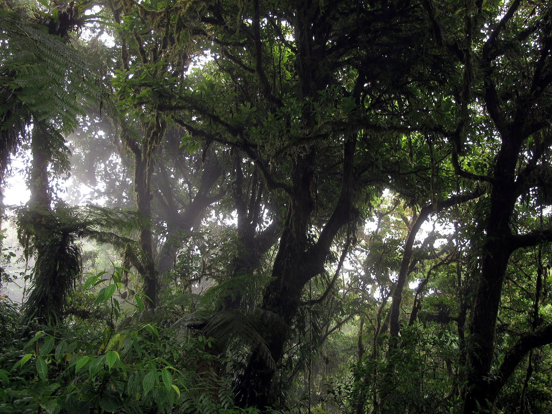 Mossy trees and ferns in the Monteverde Cloud Forest Reserve.