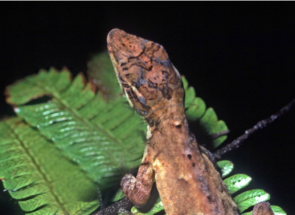 The head of a male cloud forest anole at night: the markings on the head and neck are different in every individual.