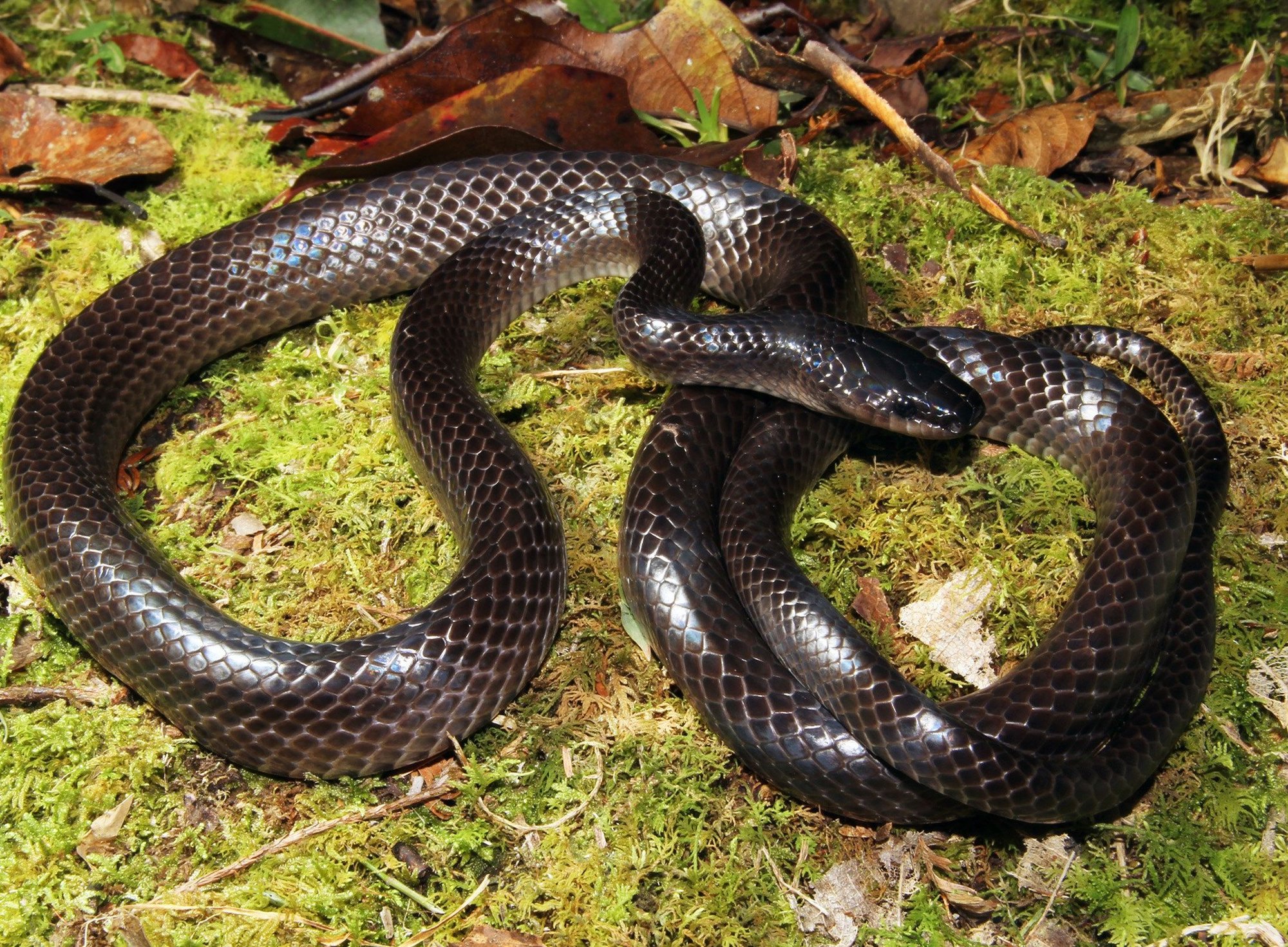 A glossy dark grey-brown snake coiled on bright green moss, its head slightly darker than its body