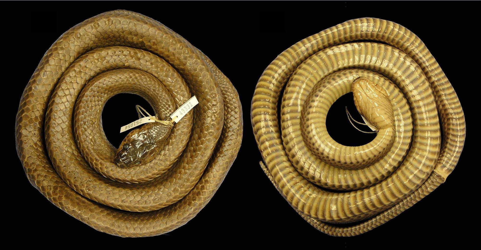 Inger's 1993 snake, now the holotype of the new species, photographed from above and below. Note the dark head and the band-like pattern on the belly scales.