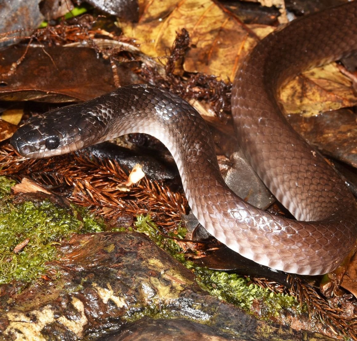 A living snake at night on the slopes of Mount Kinabalu. The darker head is easy to see.