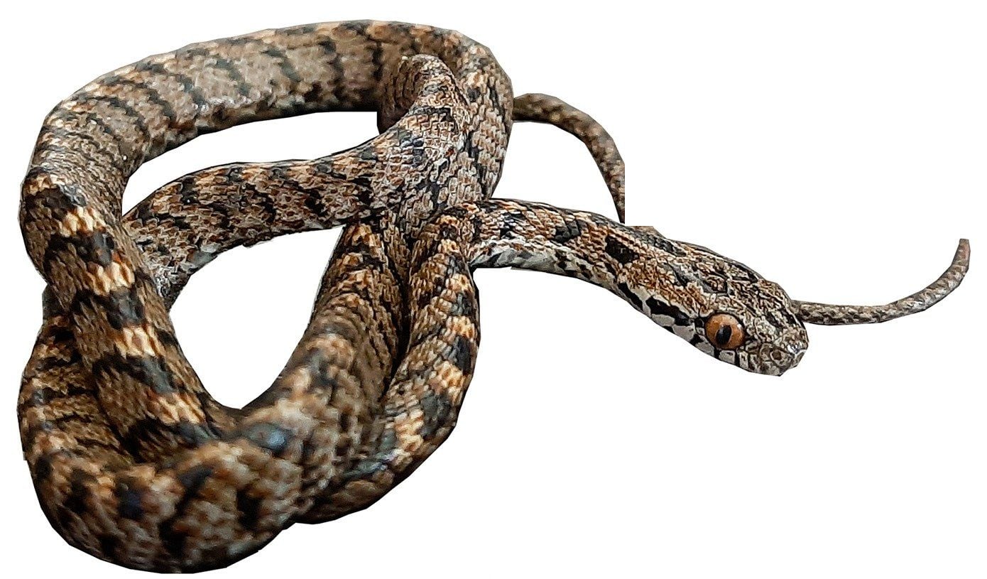 The many-banded cat snake, a mildly venomous snake with black V-shaped marks and large eyes with vertical pupils.