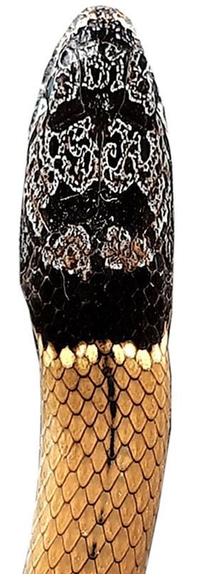 The collared black-headed snake has a grey-brown head with a black-and-white pattern and a broad black band on its neck.