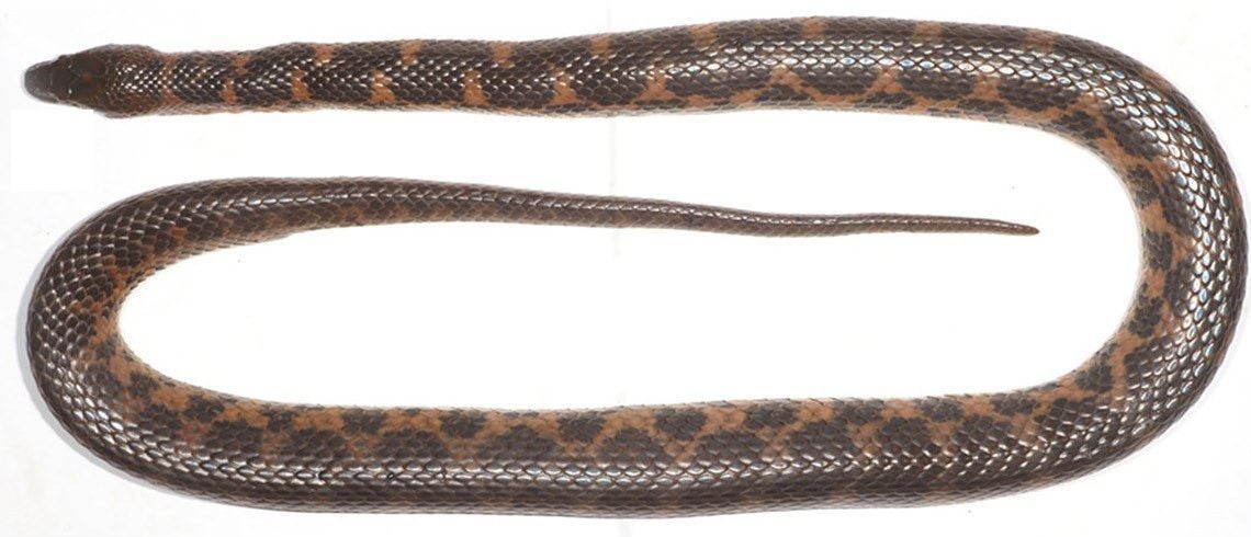 The adult female keelback from Xaisomboun Province, photographed before preservation. Her brown and orange bands shift unevenly along the midline.