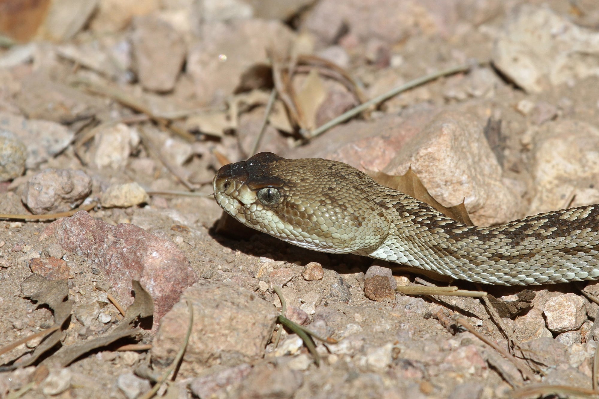 A black-tailed rattlesnake with a dark snout and olive, scaly head lying on pale gravel