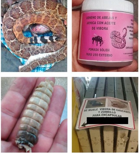 What the survey turned up: a rattlesnake, a jar of ointment labelled with bee venom, arnica and "viper oil", a rattle, and a market sign offering to grind rattlesnake and skunk into capsules.