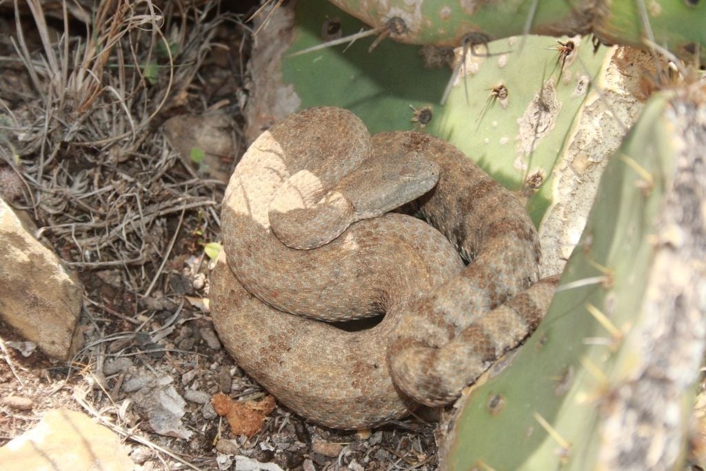 A rock rattlesnake coiled beside a prickly pear cactus in northeastern Mexico. People in Zacatecas often find rattlesnakes near nopales, sotol, yucca and other plants.