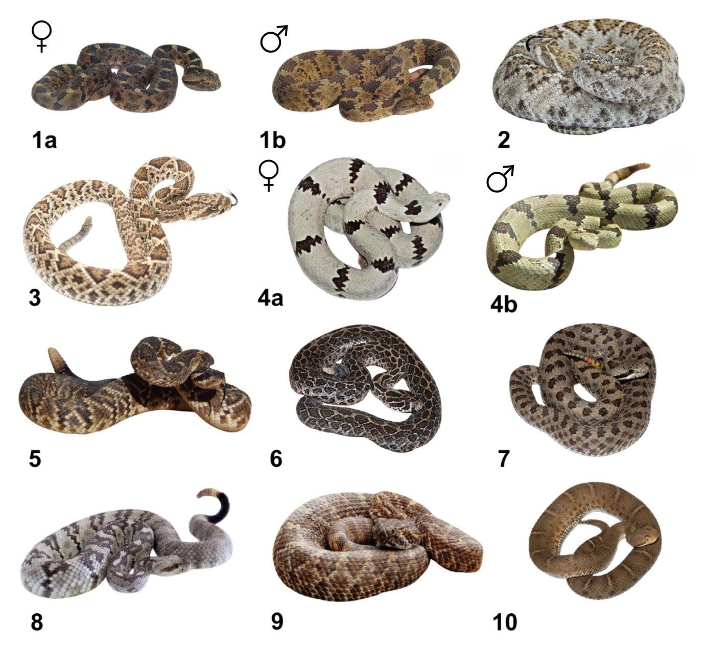 The rattlesnakes of Zacatecas, as in the survey's photo catalogue. The rock rattlesnake, *Crotalus lepidus*, appears as a grey female (4a) and a green male (4b), and the black-tailed rattlesnake, *C. molossus*, as number 5. Number 8, *C. ornatus*, was confirmed in the state only after the survey.