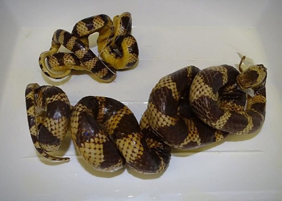 Two preserved snakes with bold yellow and dark brown bands lie twisted into stiff coils in a white dissecting tray