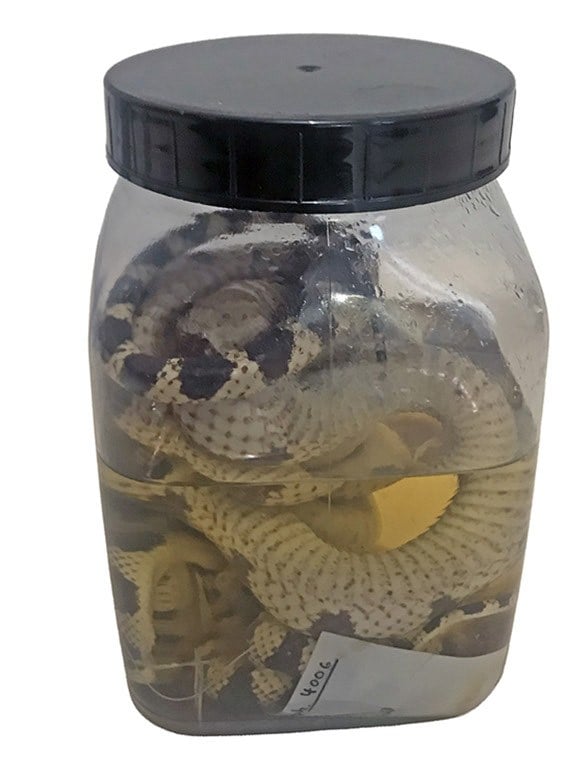 The two false coralsnakes in their shared jar of alcohol at the Museum Koenig.