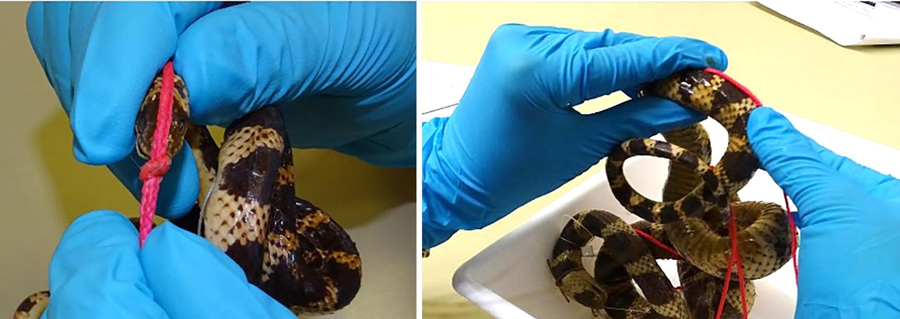 Measuring a false coralsnake: the knot of a pink string is lined up with the tip of the snout (left), then the string is pressed along the snake's back, coil by coil, towards the tail (right).