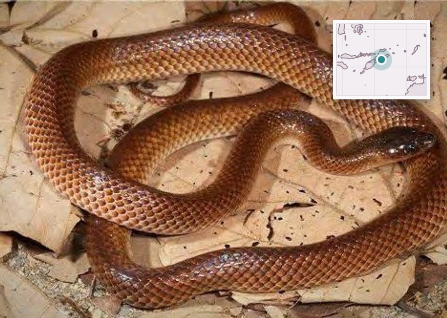 A glossy reddish-brown snake coiled on dry leaves, its scales shading from dark brown to cream