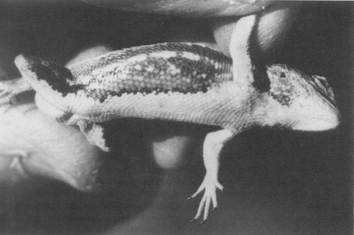 The belly of a male intergrade, showing the dark-bordered blue signal patch along his side and the black front of his thigh.