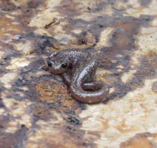 A Jemez Mountains salamander on a rock.