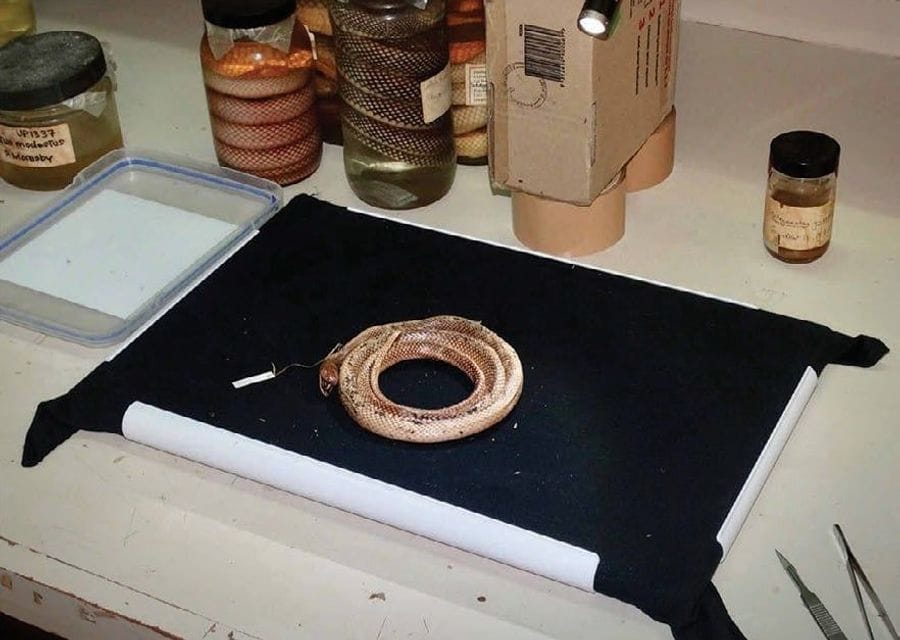 A coiled, pale orange preserved snake lies on a black cloth stretched in a white plastic frame on a worn lab bench, next to jars of snakes and a small torch taped to a cardboard box