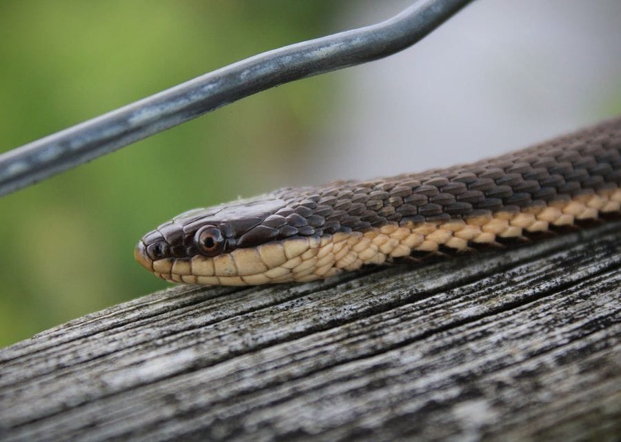 Close-up of a queen snake resting on a weathered wooden plank, its brown back and pale striped side in sharp focus