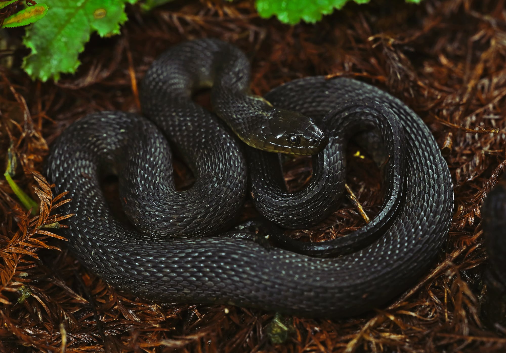 A Mississippi green watersnake, the species seen catching a moulting crayfish at Alligator Bayou.