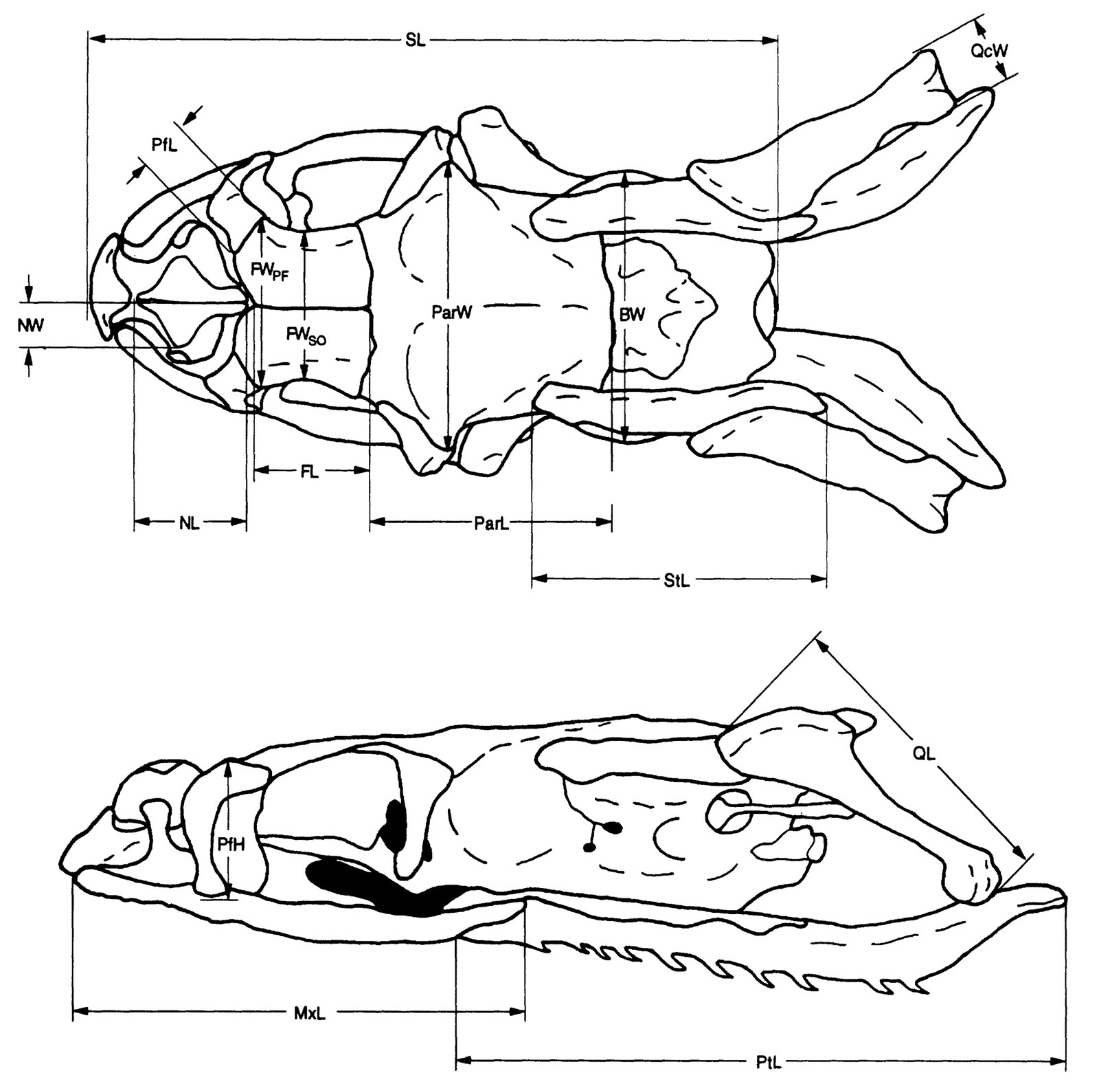 The skull of a Graham's crayfish snake from above (top) and from the side (bottom), with some of the measurements we took. The whole skull is less than 2 cm long.
