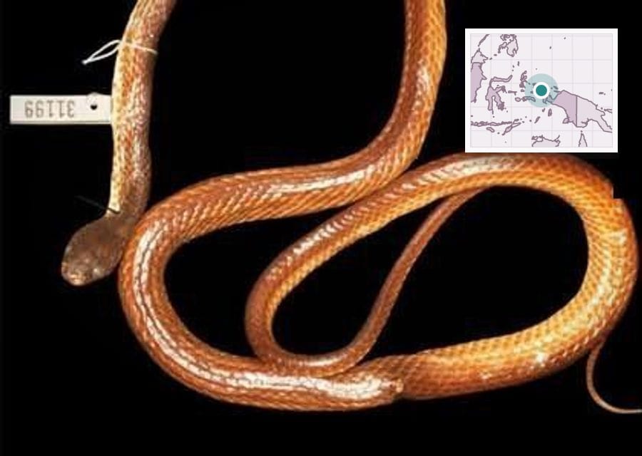 A preserved reddish-brown snake coiled loosely on a black background, with a museum tag reading 31199 tied around its neck