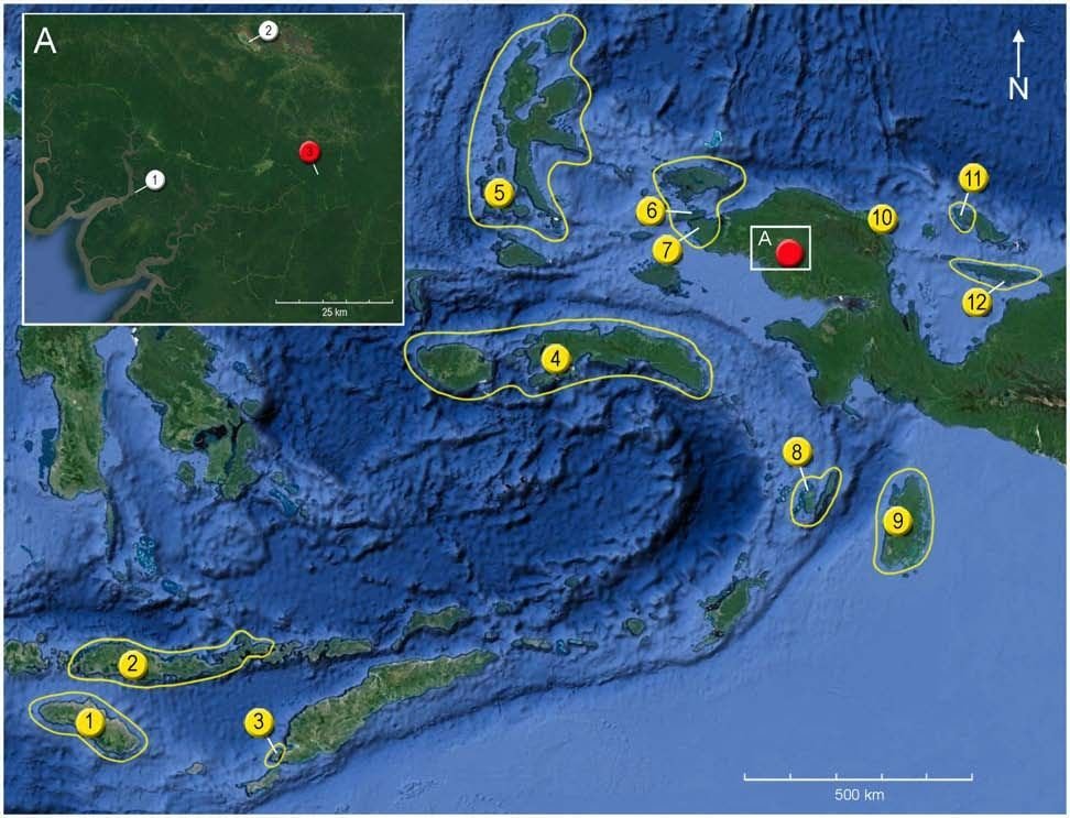 The type locality lies in the south-central Bird's Head Peninsula (red button in the close-up, top left). The yellow buttons mark where other groundsnake species were first found, including *S. batjanensis* (5), the species it had been mistaken for.