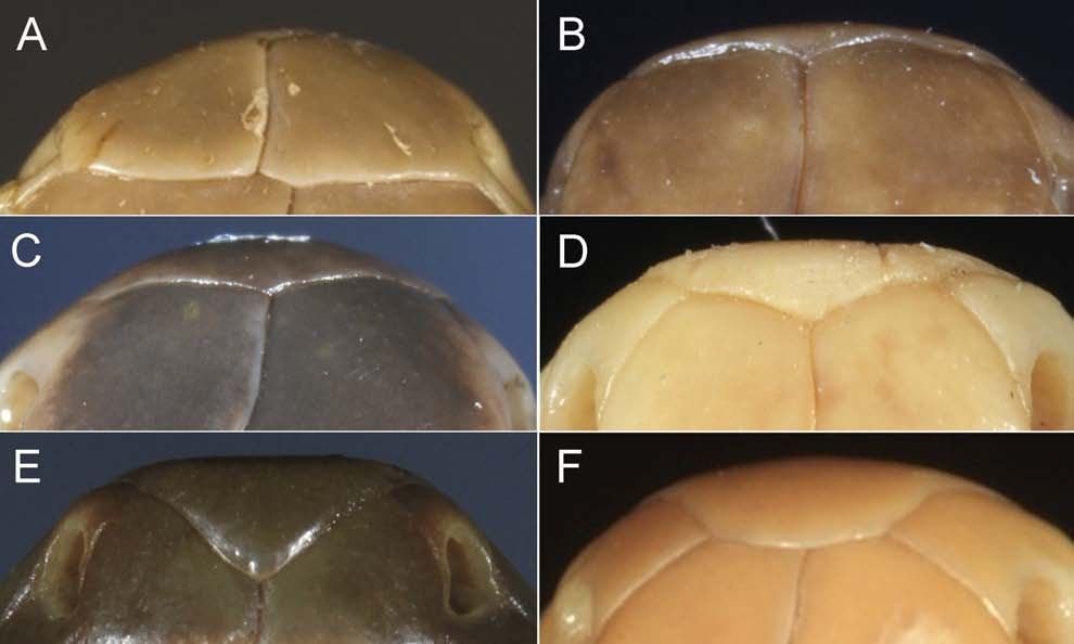 The six shapes of the snout-tip scale seen from above, from "not visible" (top left) to "U-shaped" (bottom right). The Komara snake is a "gull wing +" (middle left).
