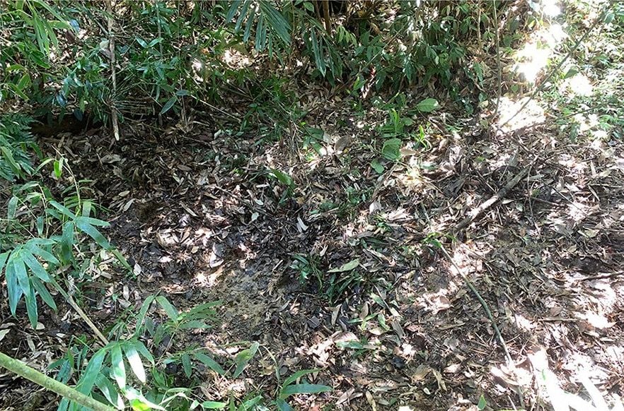 A dried-up pond in Phu Canh Nature Reserve. The team found no newts here.