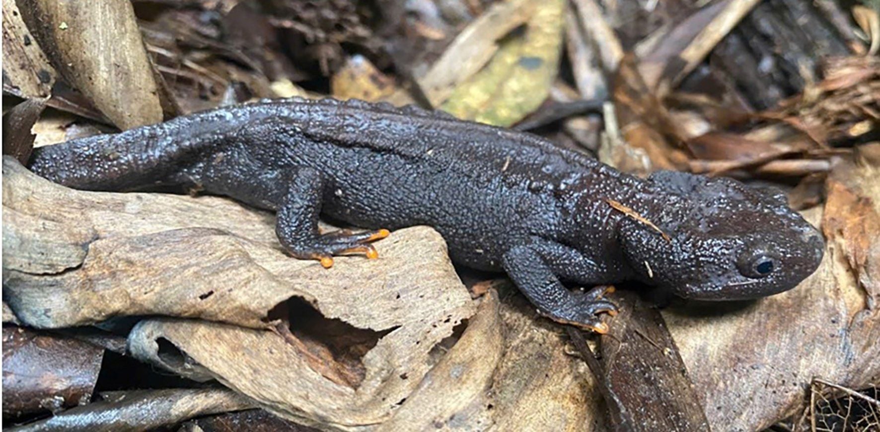A dark, knobbly-skinned newt with bright orange fingertips resting on dead leaves