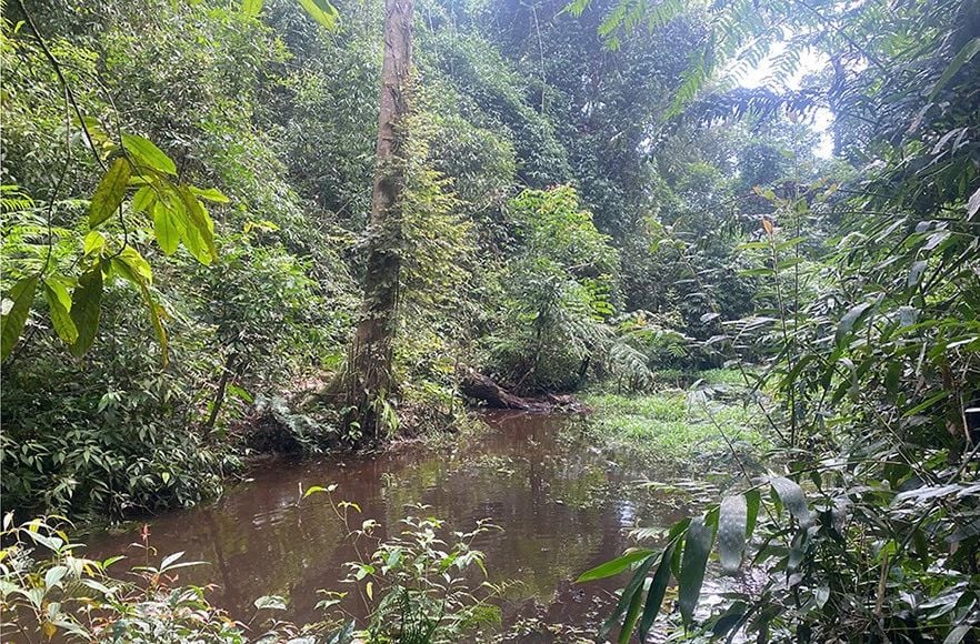 Pond 3 in Phu Canh Nature Reserve held 78 newts and many larvae, the most of any pond surveyed.