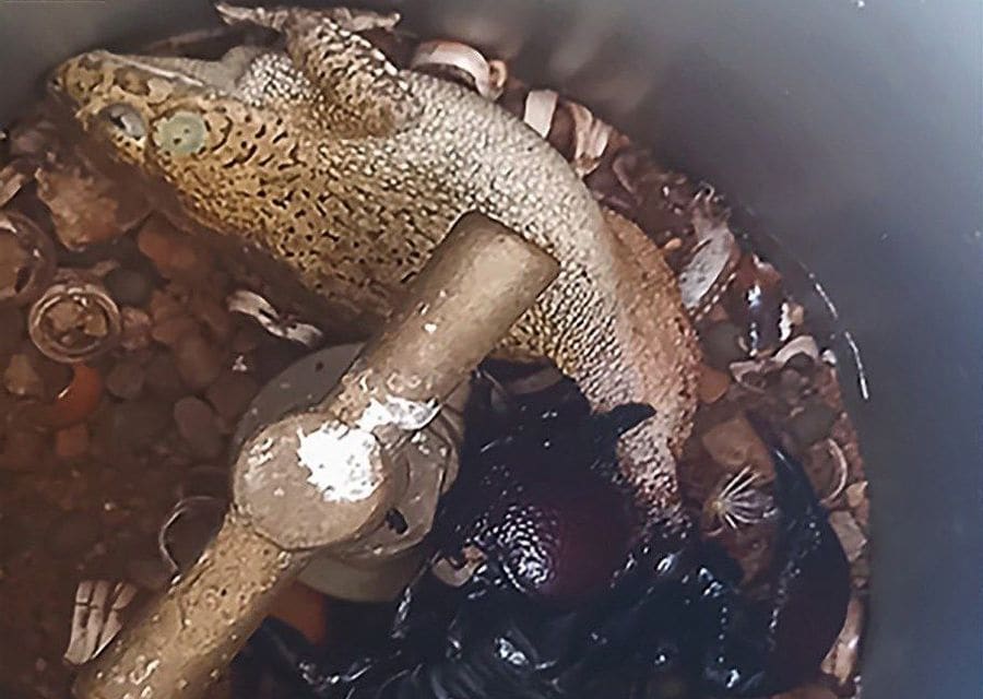 Looking down into a grey plastic pipe: a spotted toad lies over a garden tap while a large black scorpion grips it from below