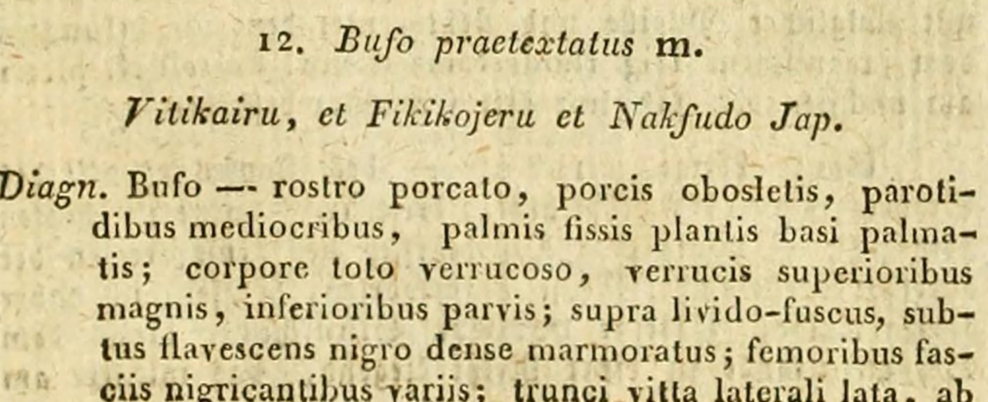 The start of Boie's 1826 description of *Bufo praetextatus*. The line under the name, "Vitikairu, et Fikikojeru et Nakfudo Jap.", had long been read as a list of three places.
