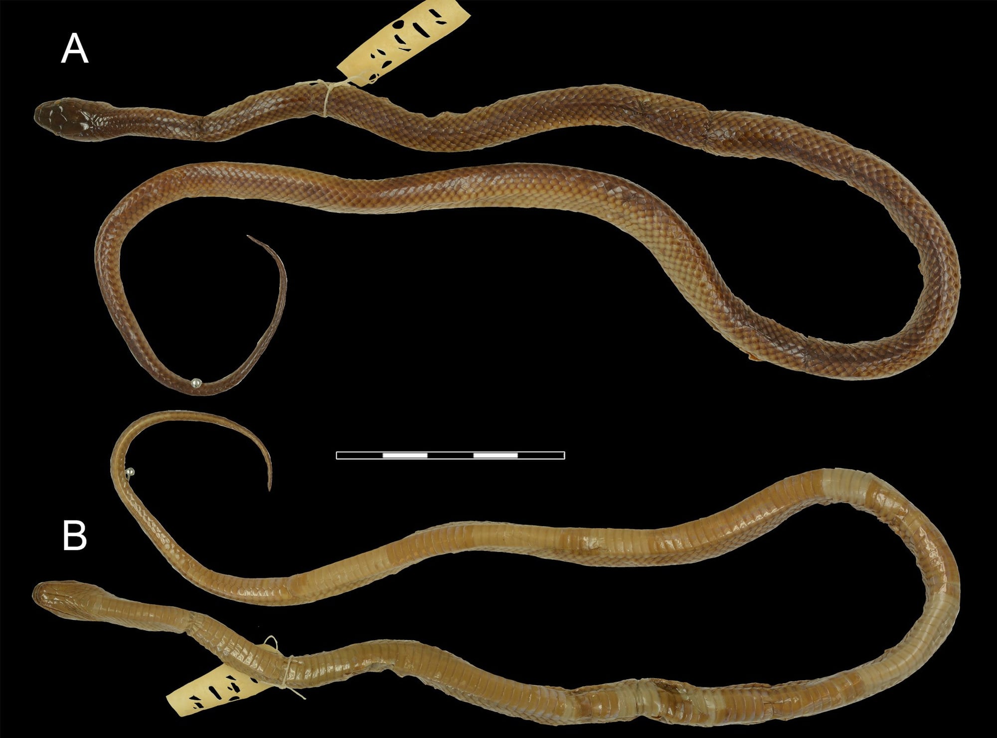 The snake numbered MNHN 3414 in Paris, shown from above (A) and below (B), is the only known male of *Stegonotus lividus*. For over 150 years it was not recognized as one of the original specimens.