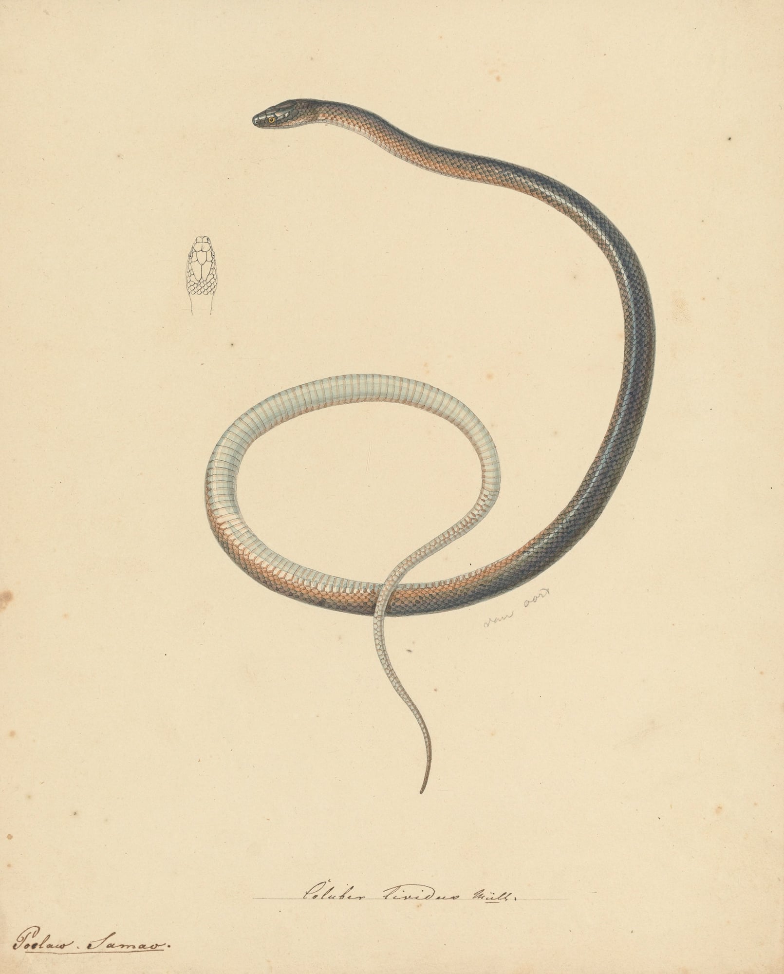 Pieter van Oort's unpublished painting almost certainly shows the snake Müller described, with a small sketch of its head scales at upper left.